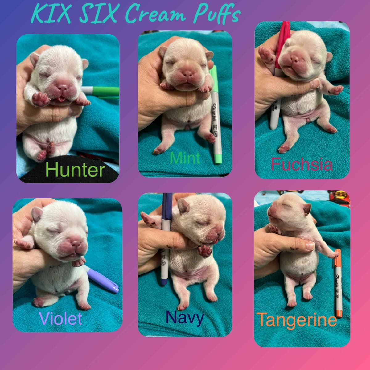 French Bulldog Puppies breeder image 7