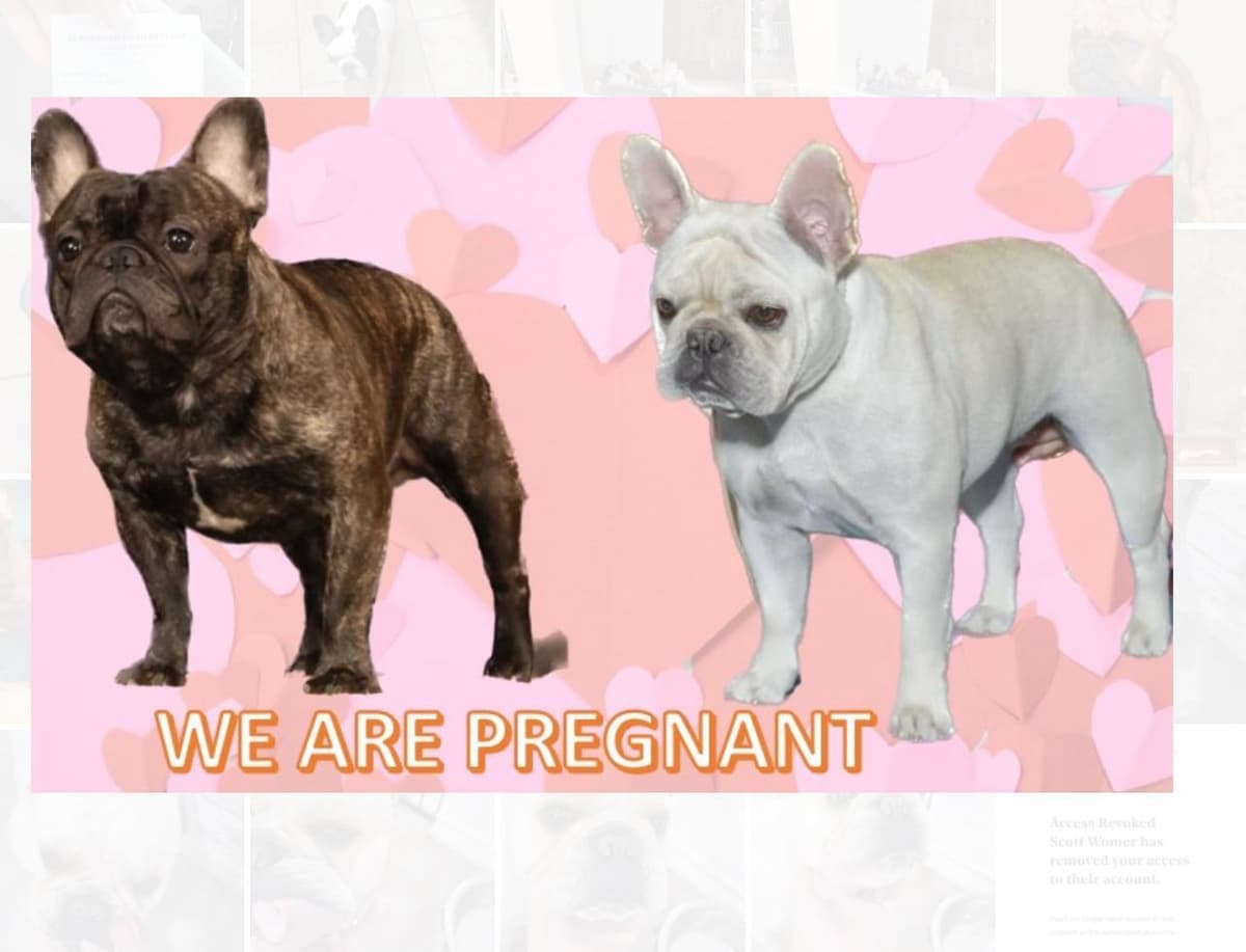 French Bulldog Puppies breeder image 8