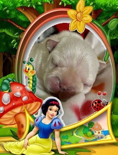French Bulldog Puppies breeder image 9