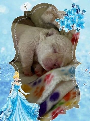 French Bulldog Puppies breeder image 12
