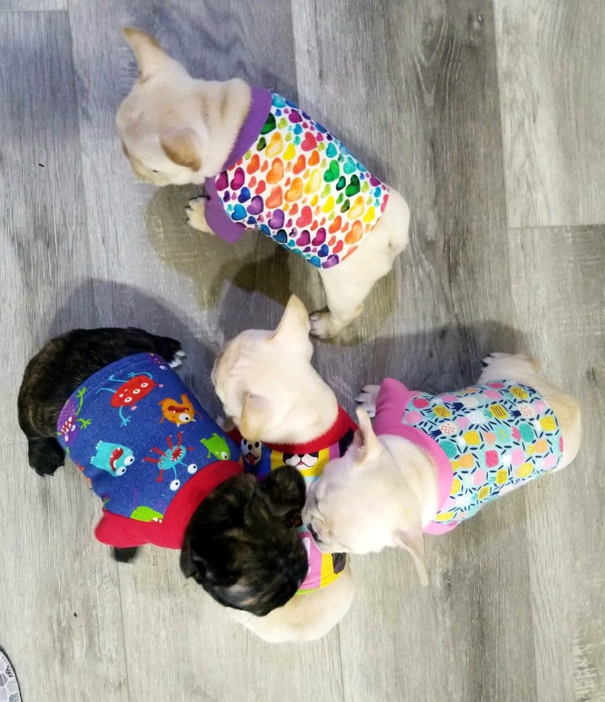French Bulldog Puppies breeder image 13