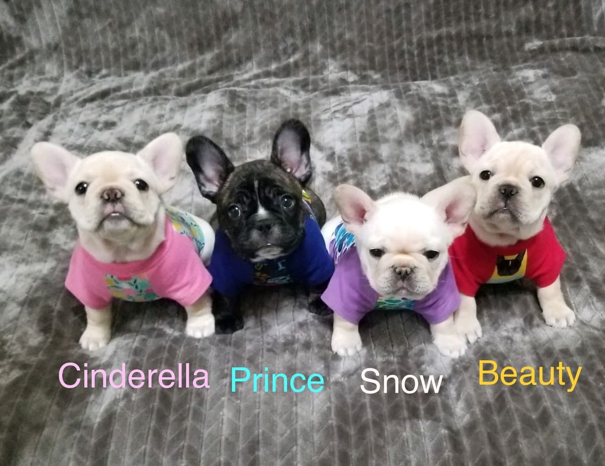 French Bulldog Puppies breeder image 1