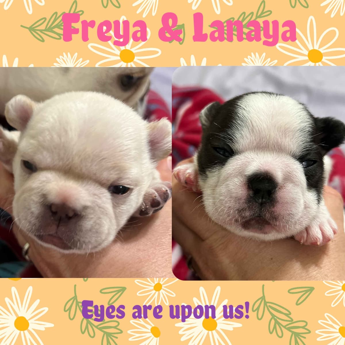French Bulldog Puppies breeder image 15