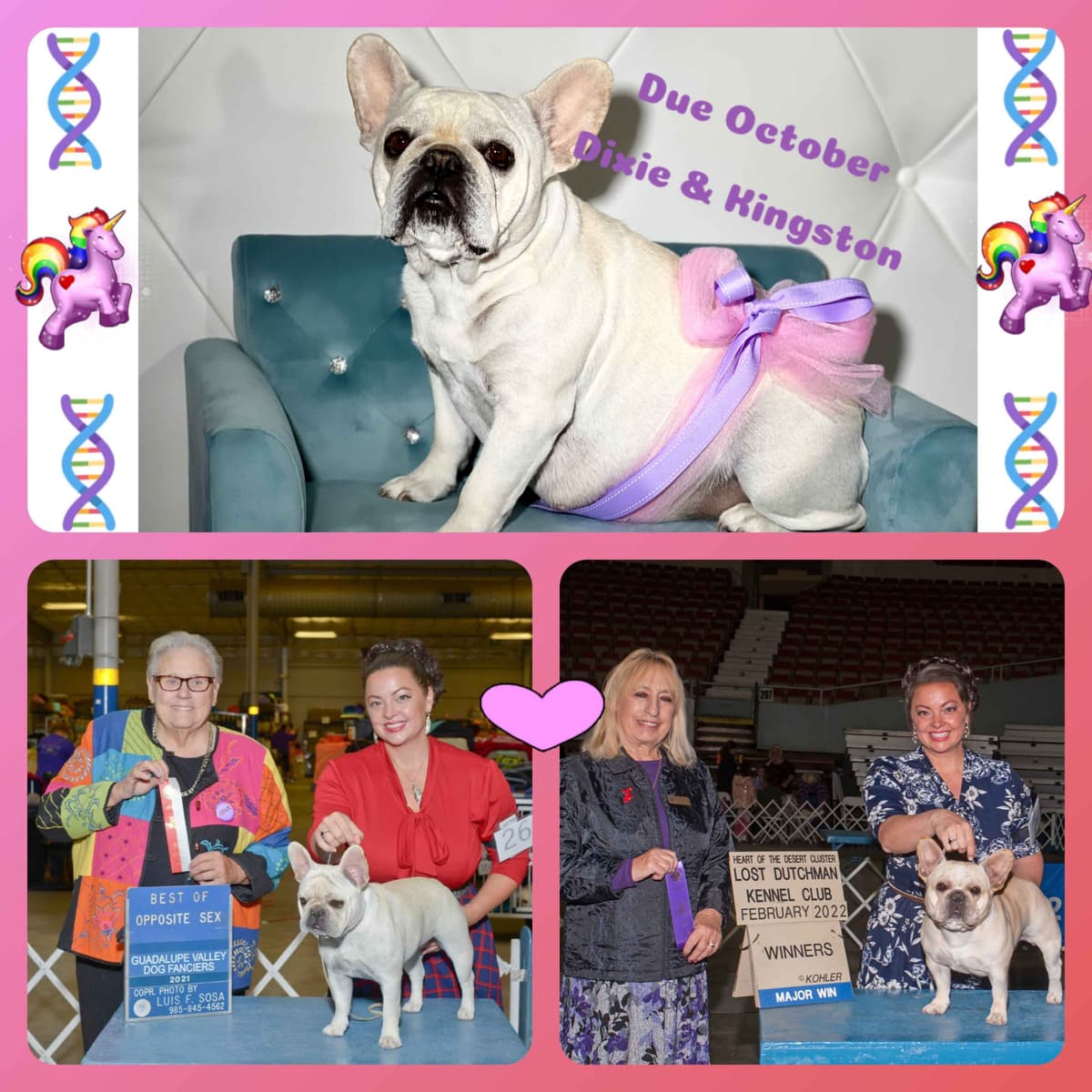 French Bulldog Puppies breeder image 16