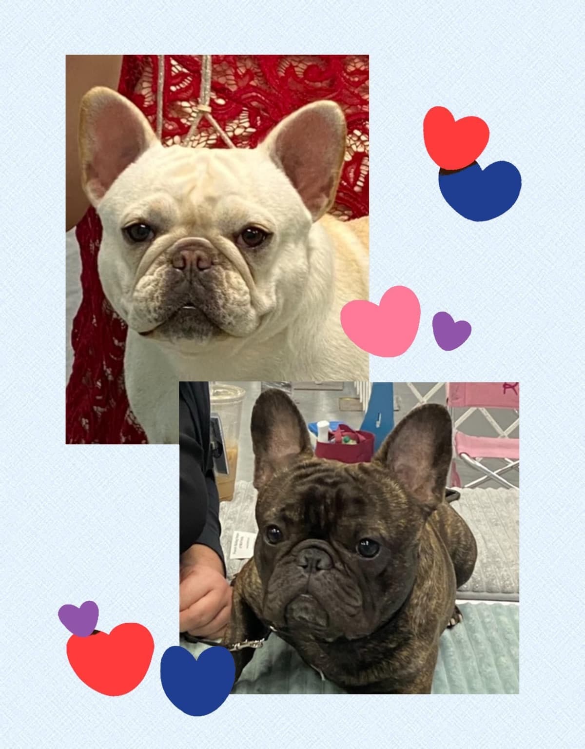 French Bulldog Puppies breeder image 14