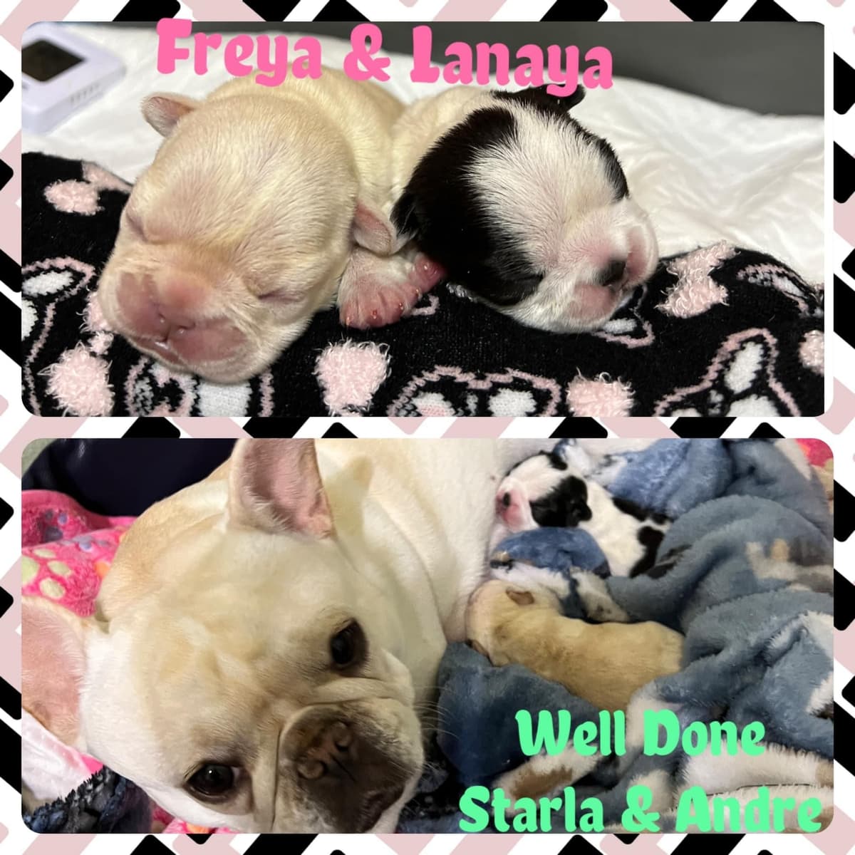 French Bulldog Puppies breeder image 17
