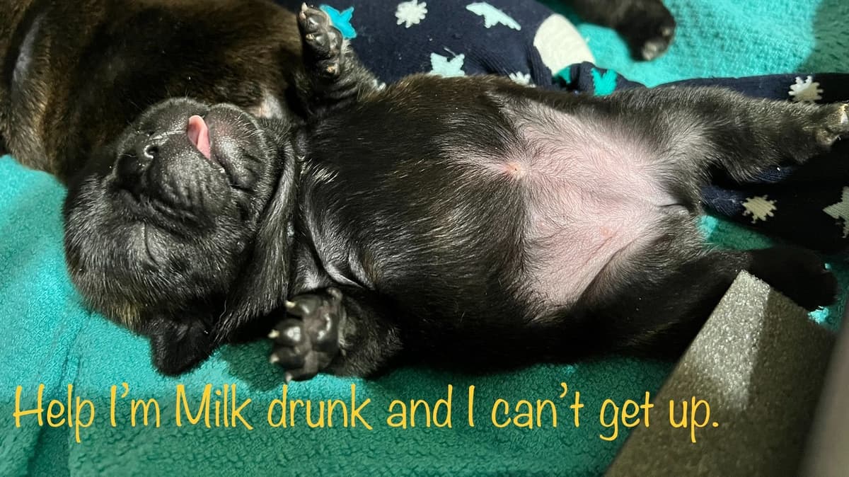 French Bulldog Puppies breeder image 18
