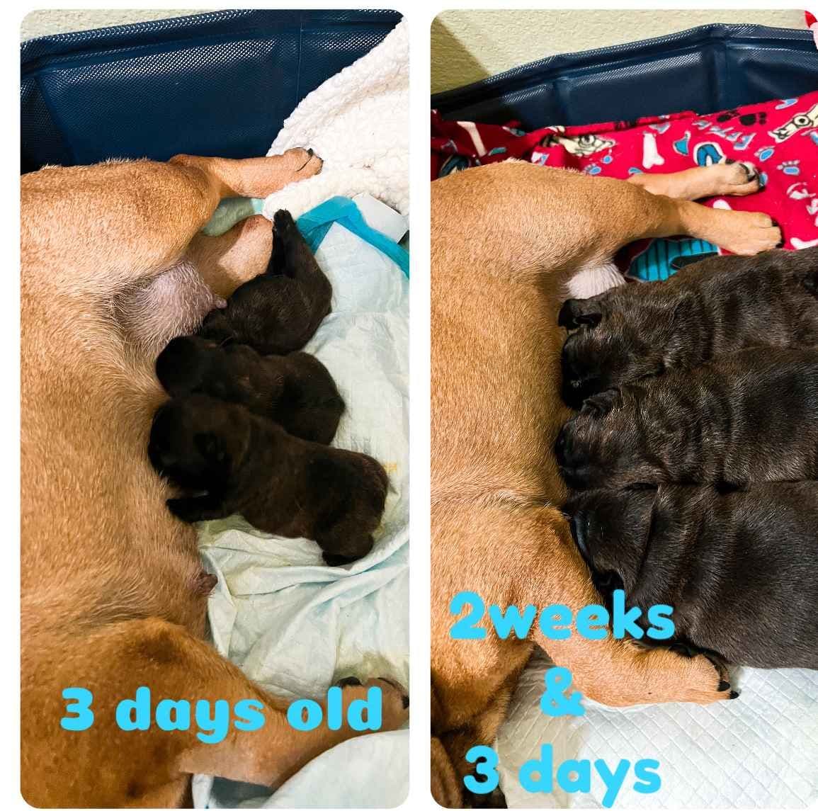 French Bulldog Puppies breeder image 19