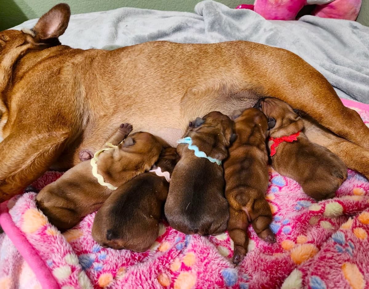 French Bulldog Puppies breeder image 21