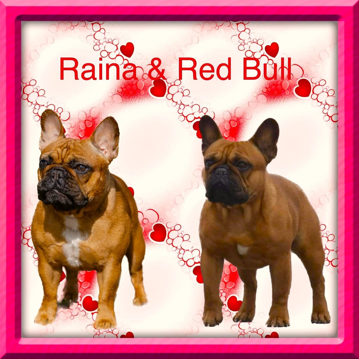 French Bulldog Puppies breeder image 22