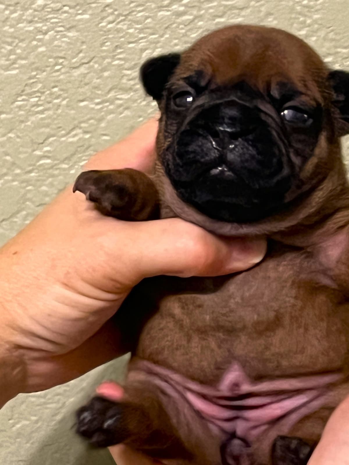 French Bulldog Puppies breeder image 24