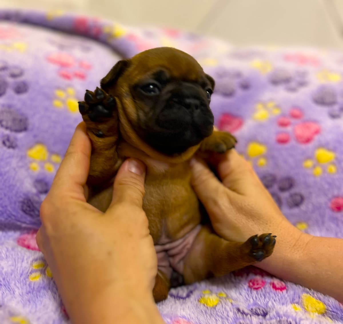 French Bulldog Puppies breeder image 25