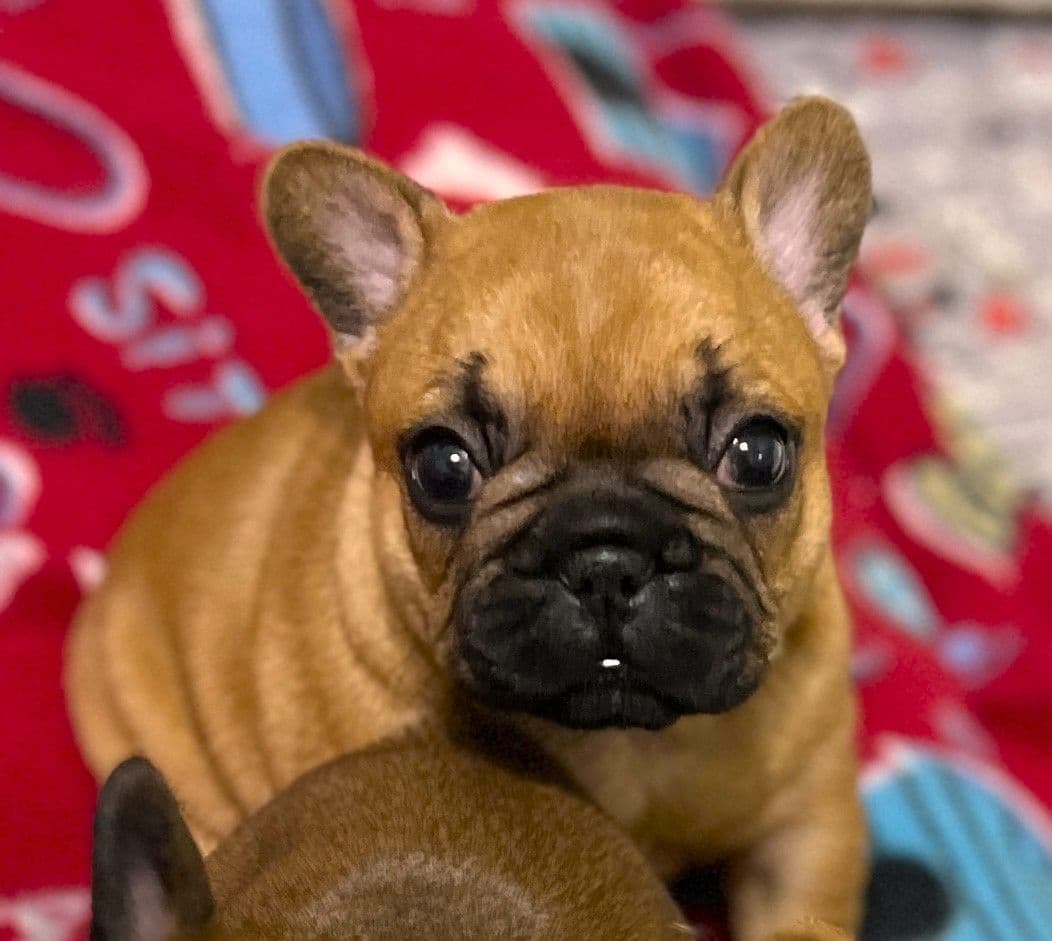 French Bulldog Puppies breeder image 27
