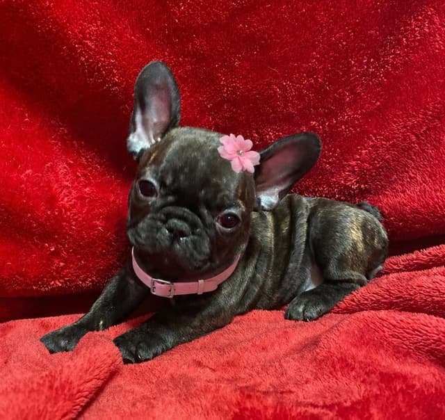 French Bulldog Puppies media 10