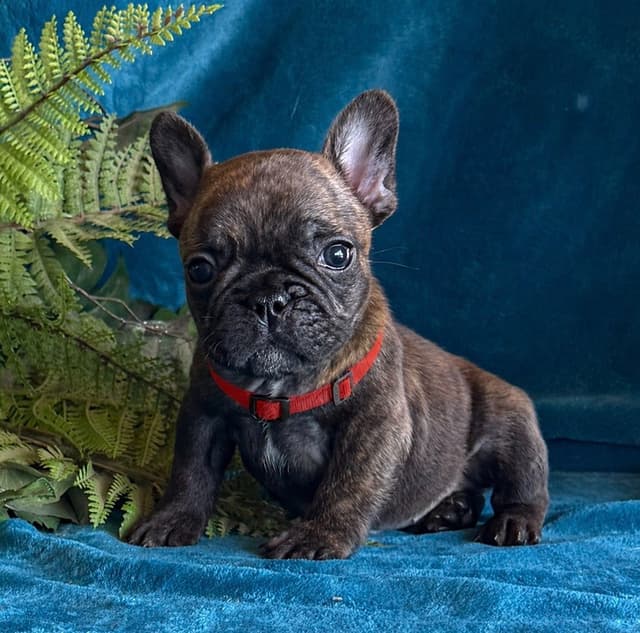 French Bulldog Puppies media 8