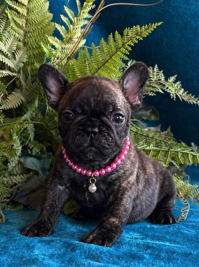 French Bulldog Puppies media 9