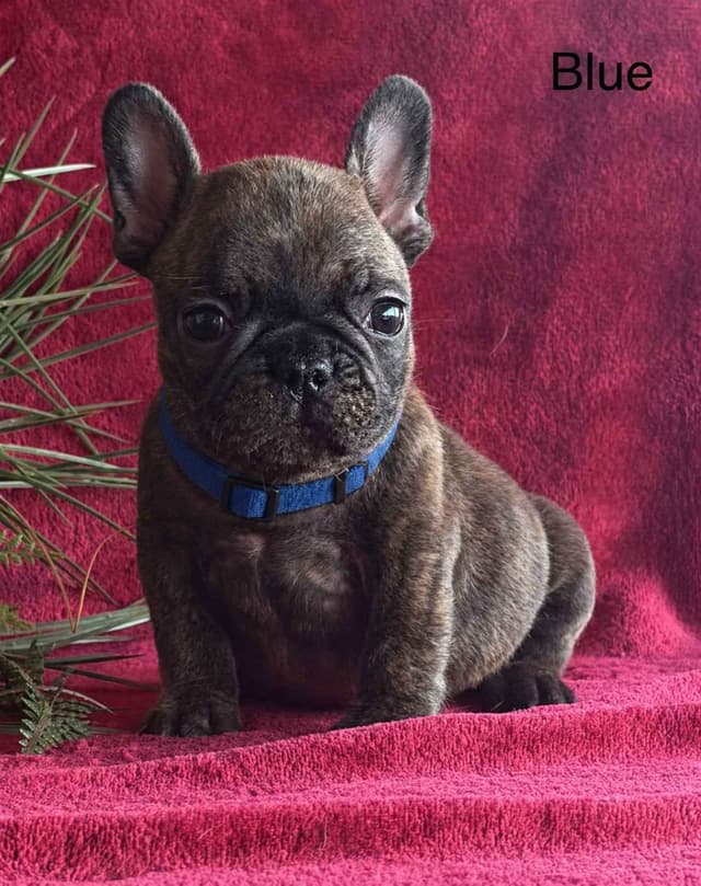 French Bulldog Puppies media 7