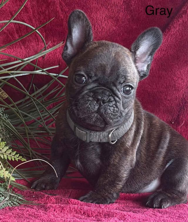 French Bulldog Puppies media 6