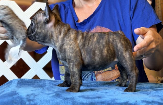 French Bulldog Puppies media 2