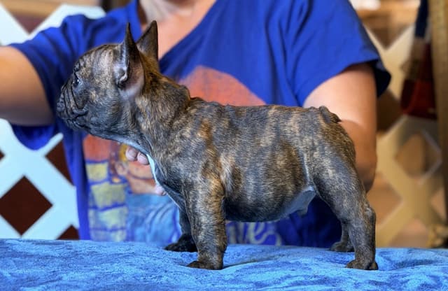 French Bulldog Puppies media 3