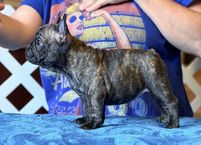 French Bulldog Puppies media 4