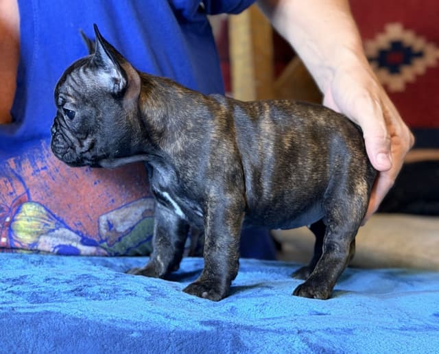 French Bulldog Puppies media 5