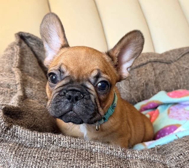 French Bulldog Puppies media 2