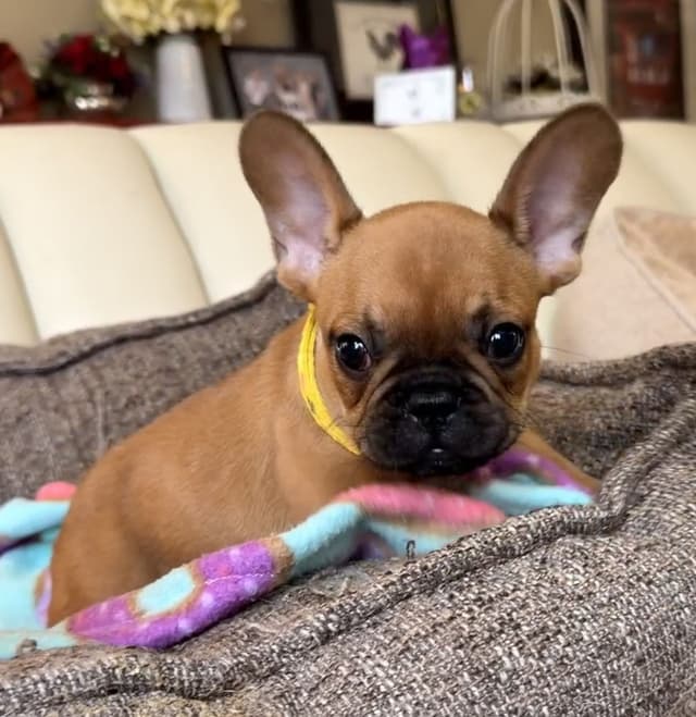 French Bulldog Puppies media 3