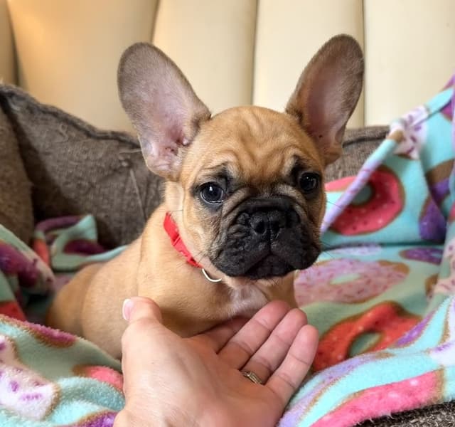 French Bulldog Puppies media 4