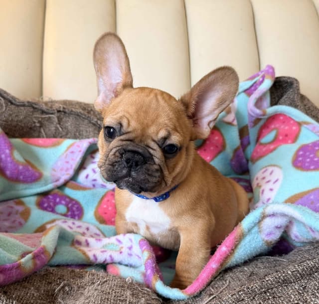 French Bulldog Puppies media 5