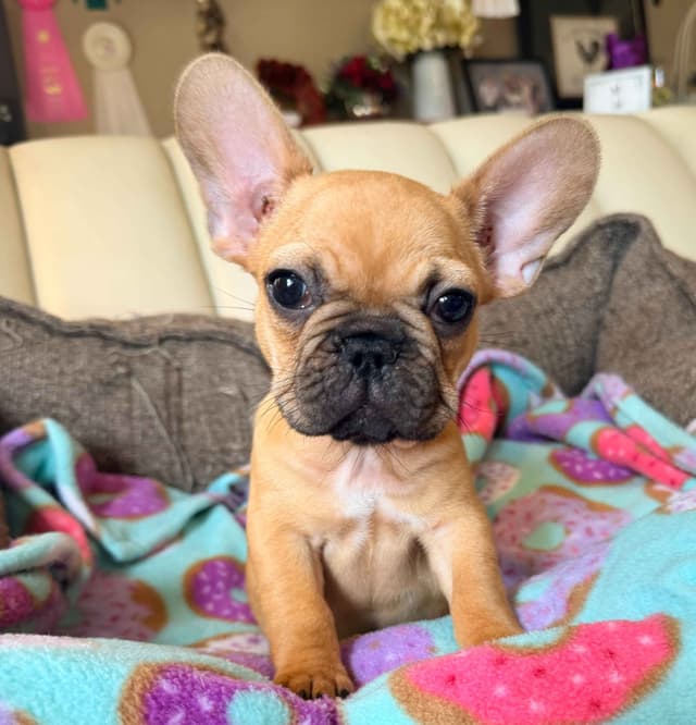 French Bulldog Puppies media 7