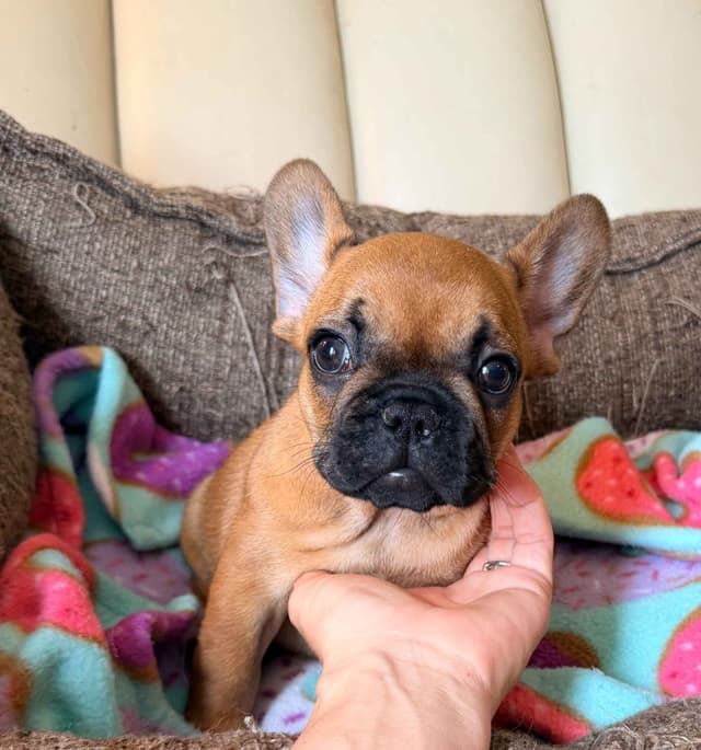 French Bulldog Puppies media 8
