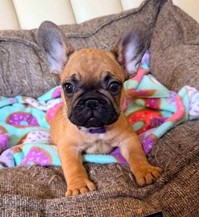 French Bulldog Puppies media 6