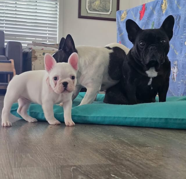 French Bulldog Puppies media 2