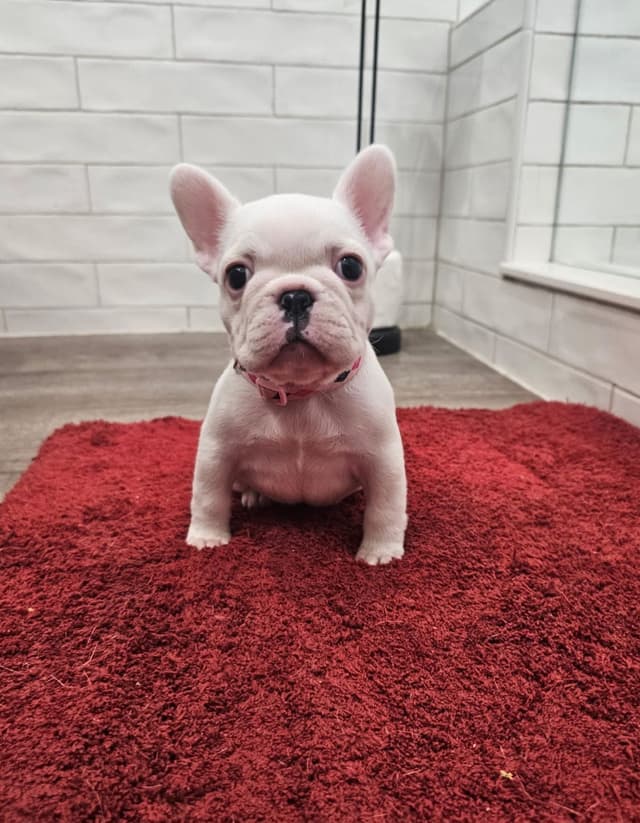 French Bulldog Puppies media 3