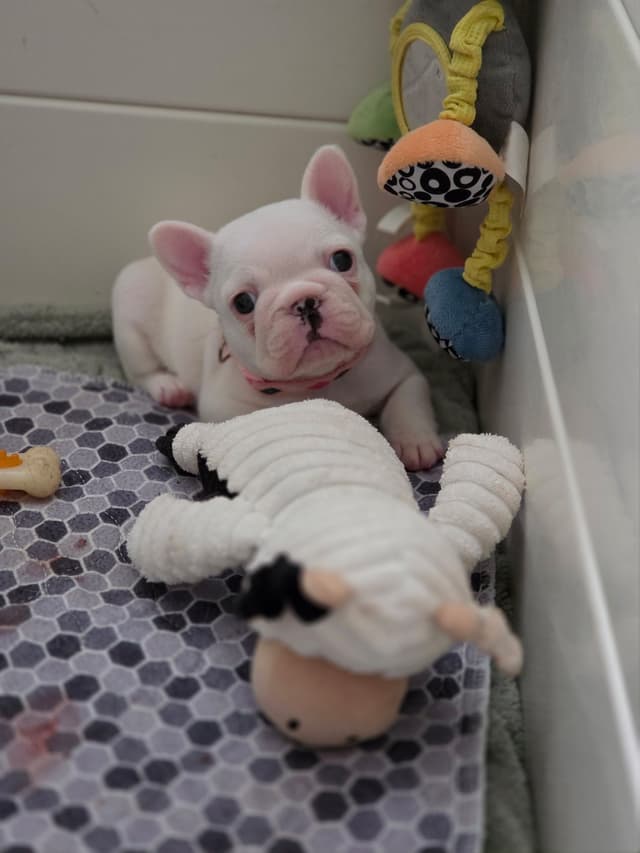 French Bulldog Puppies media 4