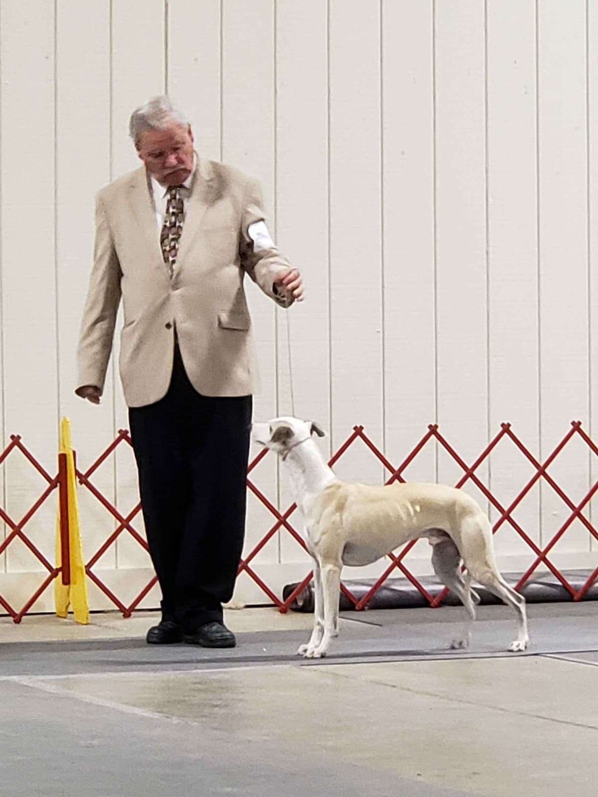 Whippet Puppies breeder image 1