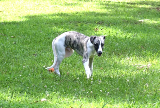 Whippet Puppies media 3
