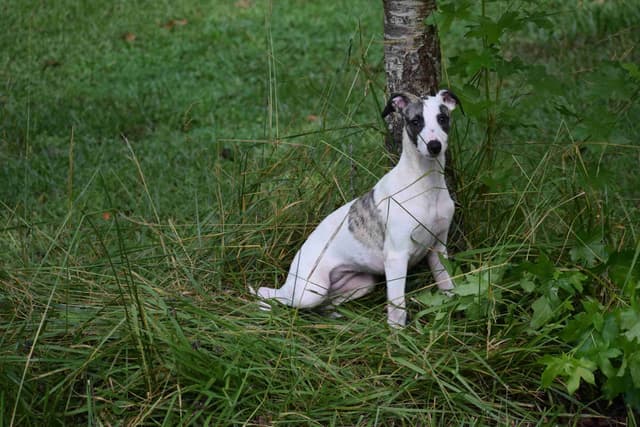 Whippet Puppies media 4