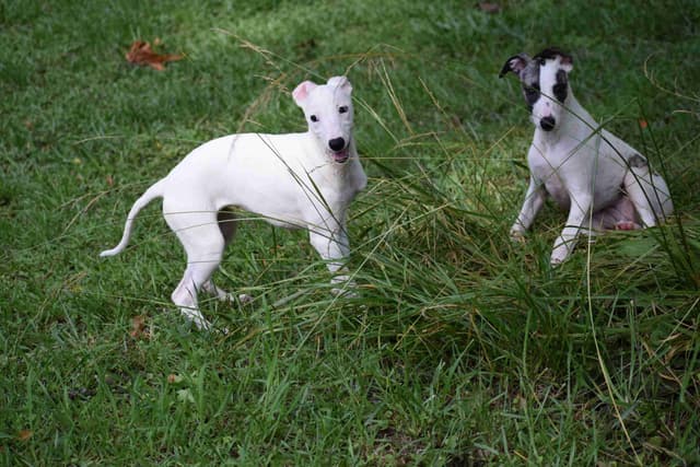 Whippet Puppies media 6