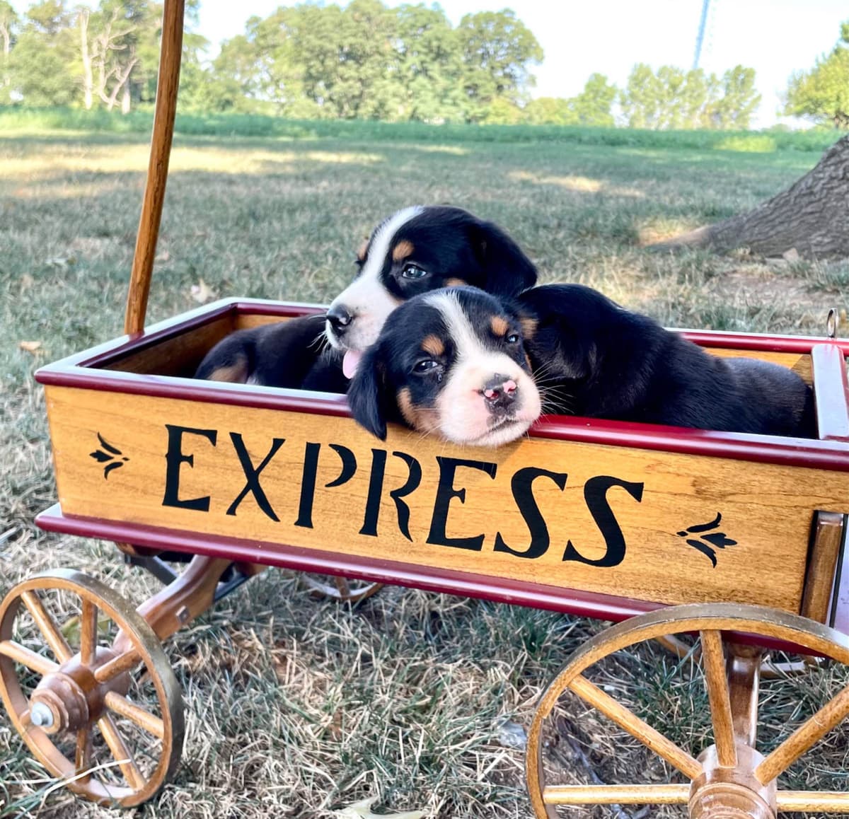 Hip Cert❤️🐾Greater Swiss Mountain Dog Puppies❤️Call 717-859-8731 breeder image 2