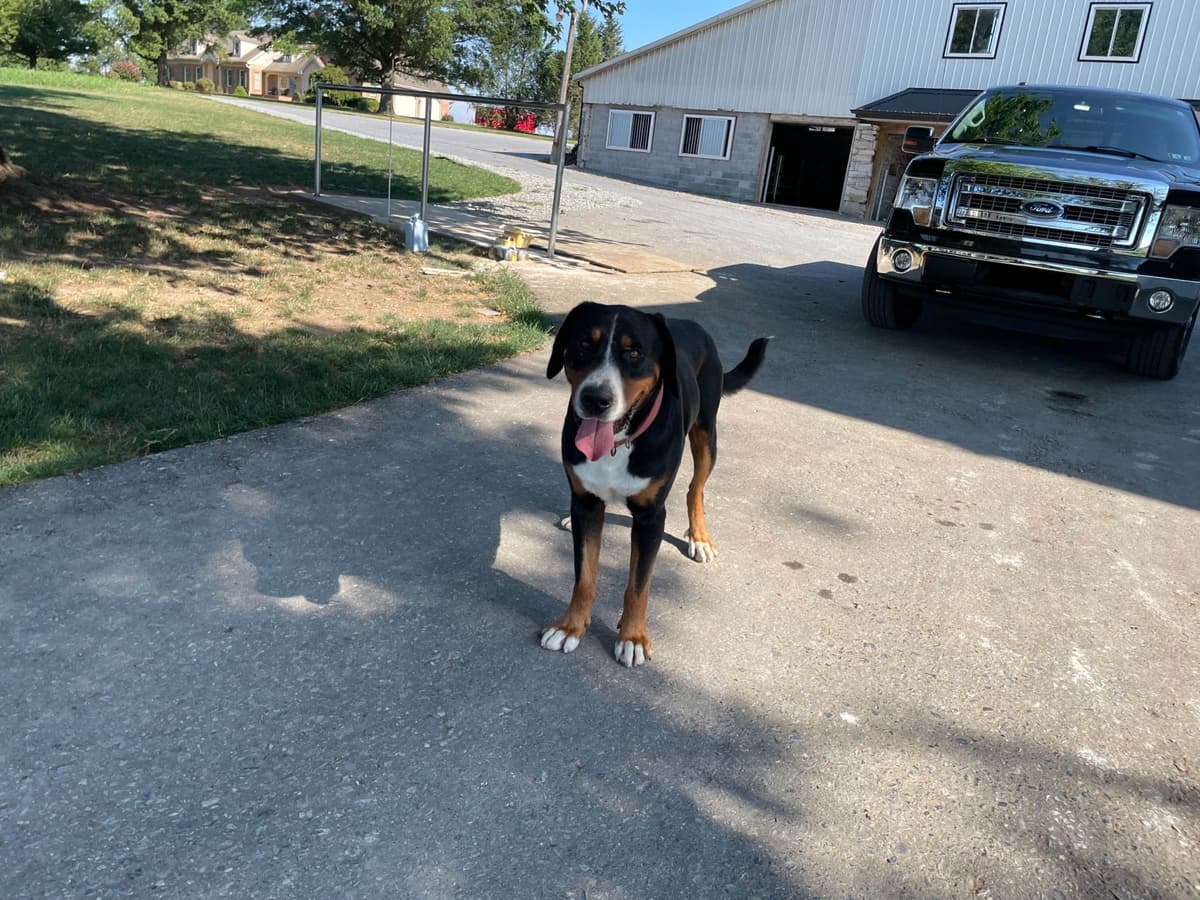 Hip Cert❤️🐾Greater Swiss Mountain Dog Puppies❤️Call 717-859-8731 breeder image 4