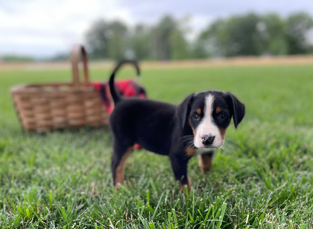 Hip Cert❤️🐾Greater Swiss Mountain Dog Puppies❤️Call 717-859-8731 breeder image 6