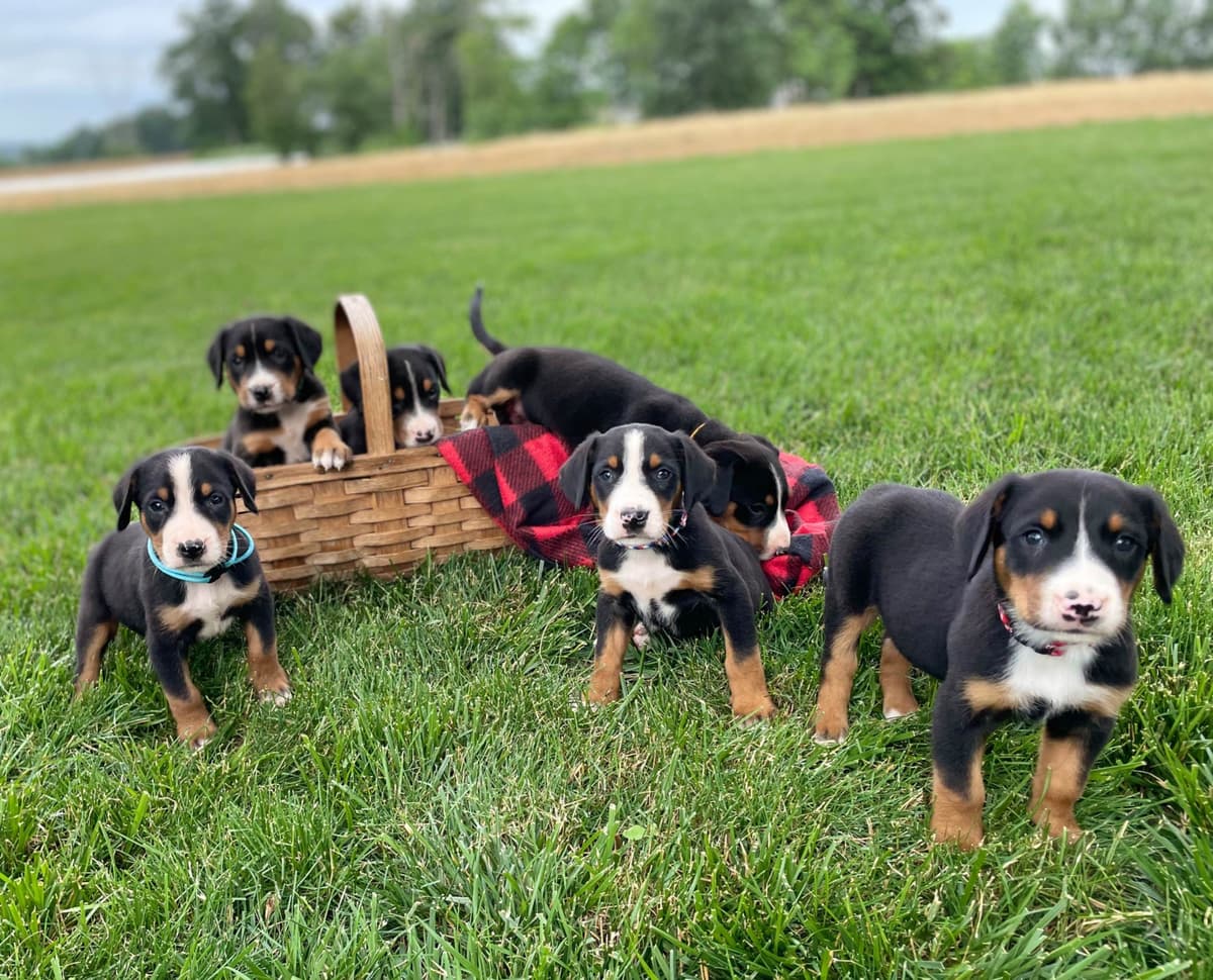 Hip Cert❤️🐾Greater Swiss Mountain Dog Puppies❤️Call 717-859-8731 breeder image 1