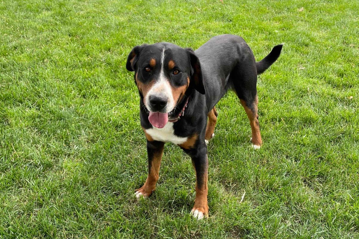 Hip Cert❤️🐾Greater Swiss Mountain Dog Puppies❤️Call 717-859-8731 breeder image 8