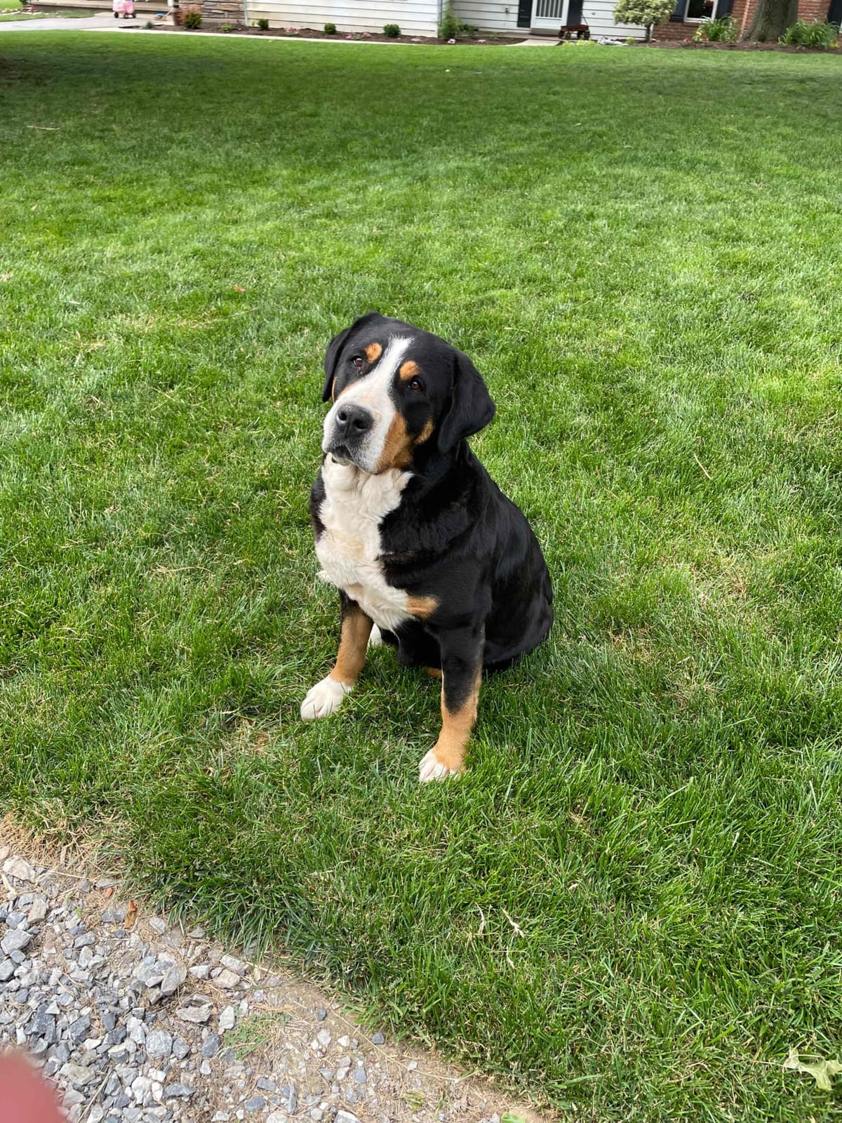 Hip Cert❤️🐾Greater Swiss Mountain Dog Puppies❤️Call 717-859-8731 breeder image 9