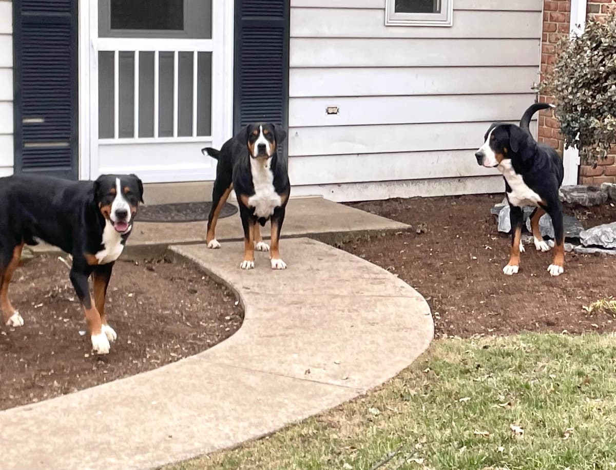 Hip Cert❤️🐾Greater Swiss Mountain Dog Puppies❤️Call 717-859-8731 breeder image 10