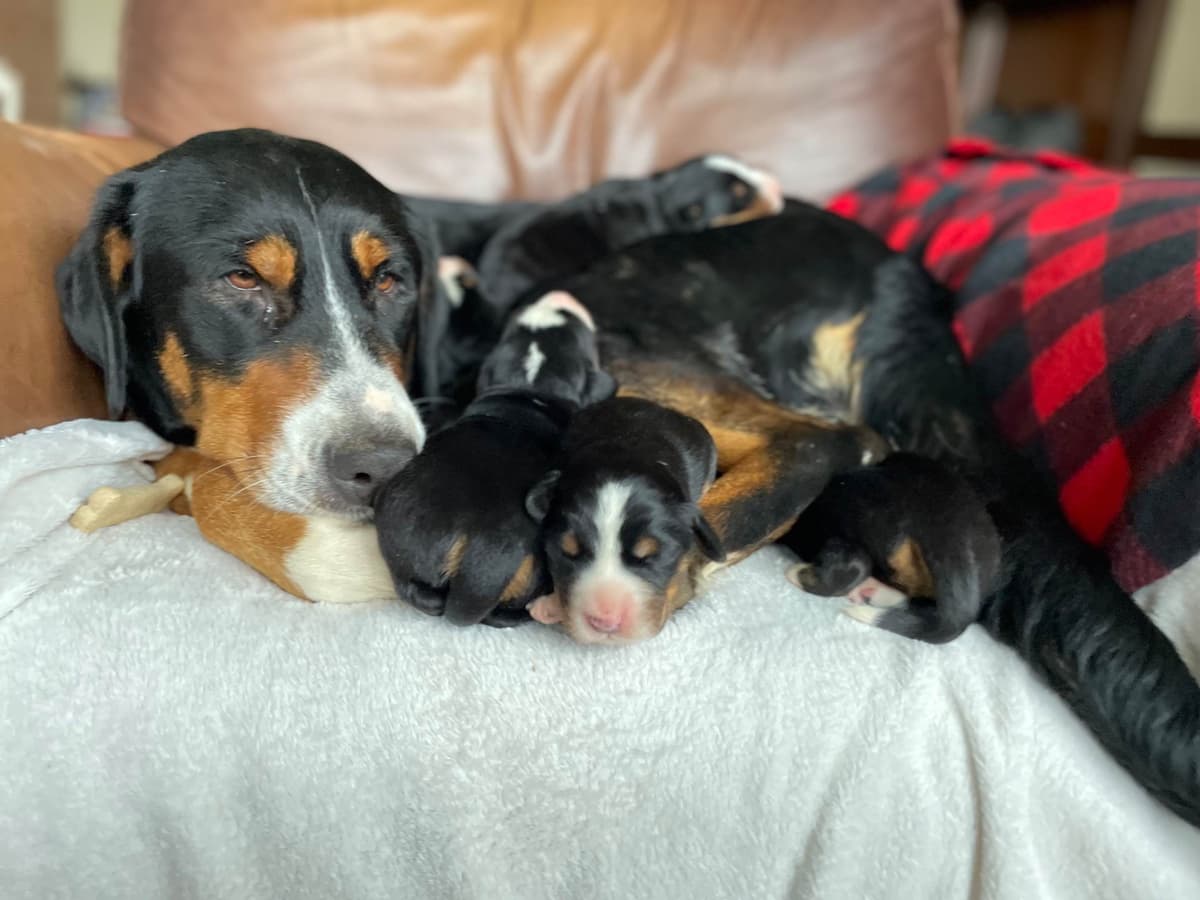Hip Cert❤️🐾Greater Swiss Mountain Dog Puppies❤️Call 717-859-8731 breeder image 12