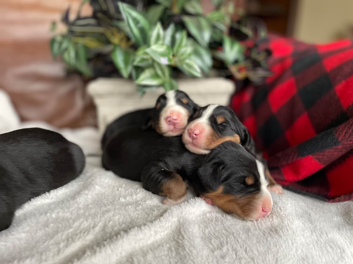 Hip Cert❤️🐾Greater Swiss Mountain Dog Puppies❤️Call 717-859-8731 breeder image 11