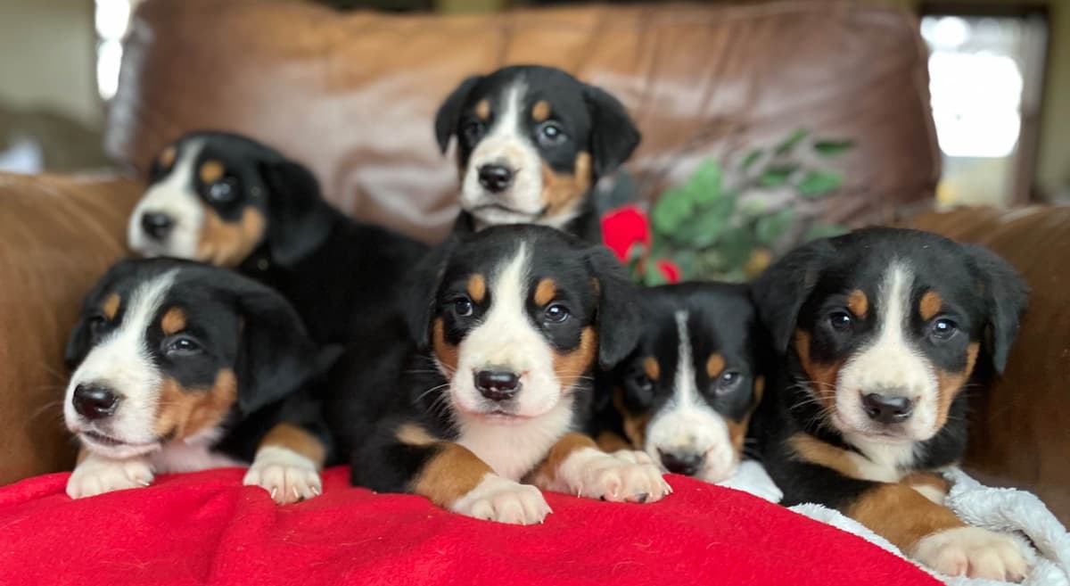 Hip Cert❤️🐾Greater Swiss Mountain Dog Puppies❤️Call 717-859-8731 breeder image 14